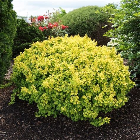 Berberis Thunberga Golden Ghost Berberysy Krzewy Ozdobne