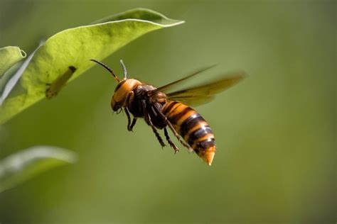 1241 Asian Giant Hornets Images Stock Photos 3d Objects And Vectors