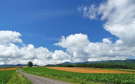 Wallpaper Sunlight Trees Landscape Hill Nature Sky Field Road