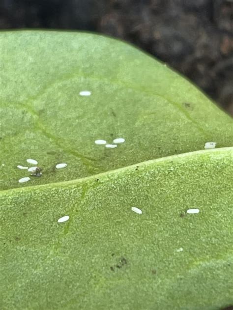 What Are These White Bugs Eating My Spinach And What Is The Best Way To