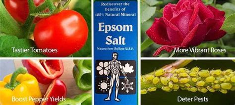 How To Use Epsom Salts For Plants Garden Junkie