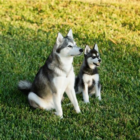 Miniature Husky & Miniature Husky Puppies, Temperament, & Price