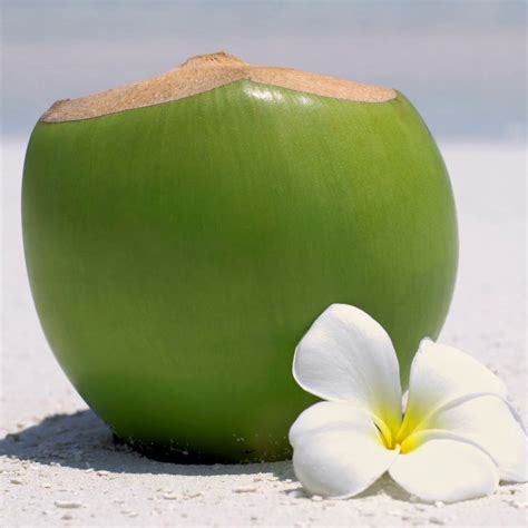 Fresh Green Coconuts Natural Young Coconutvietnam Price Supplier 21food