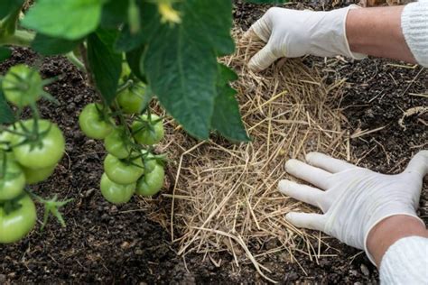 Quand Et Comment Pailler Les Pieds Des Tomates Quels Sont Les