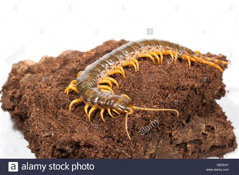 Amazonian Giant Centipede Scolopendra Gigantea Stock Photos And Images