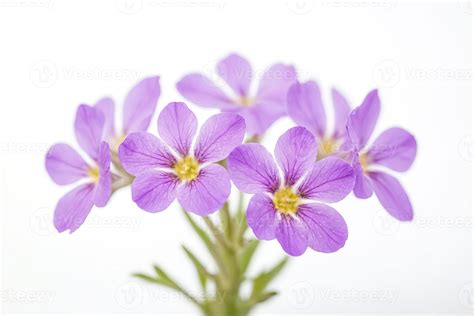 Delicate Purple Flowers On White Background 48161281 Stock Photo At
