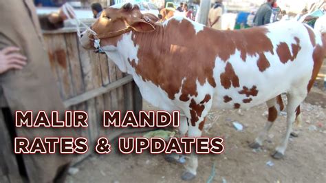 Malir Mandi Cattle Market Live Rates Updates Feb Cow Mandi