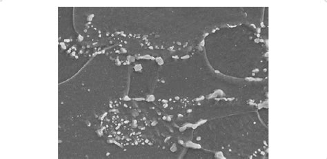 Microstructure of steel 30MnB5 in its receiving state. Iron carbide ...