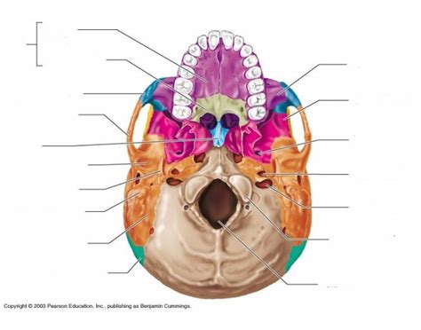 Anatomy Skull Bones Bottom View Diagram Quizlet