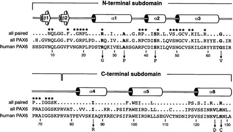 Location Of Pax6 Missense Mutations Within The Paired Domain The Amino