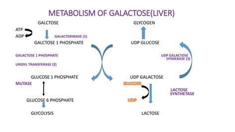 Galactose Metabolism Ppt