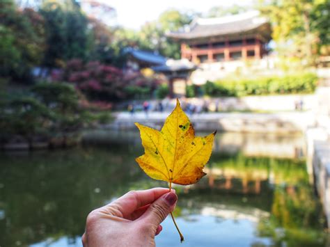 Autumn Foliage In Changdeokgung Palace Secret Garden and Bukchon Hanok ...