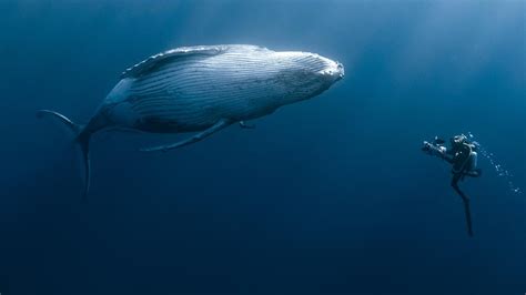 Le P Riple Des Baleines Et Des Tortues De La R Union En Replay Sur Arte