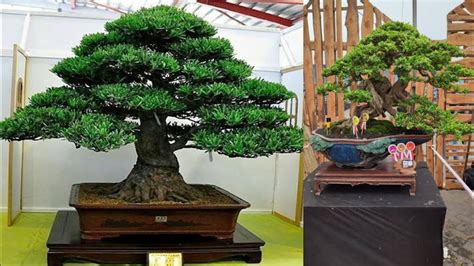 50 INSPIRASI BONSAI LOHANSUNG JUARA DAN TERBAIK Podocarpus