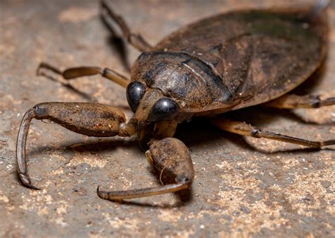 20 Of The Biggest Insects In The World Kesq