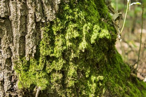 Moss Nature Free Photo On Pixabay Pixabay