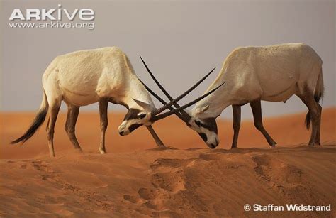 Arabian Oryx Everything You Need To Know With Photos Videos