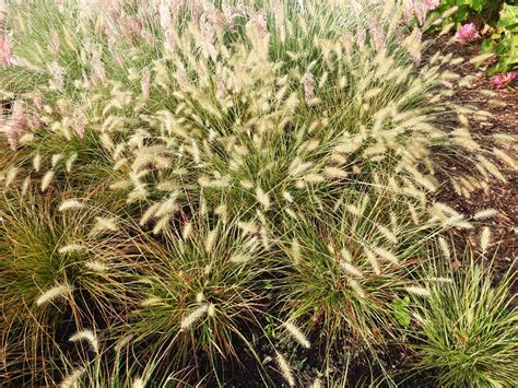 Fountain Grass Pennisetum Alopecuroides Burgundy Bunny Focal Farm