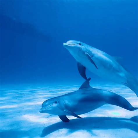 How Do Dolphins Have Sex Discover The Secrets Dolphinxpert