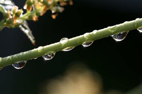 Stress Oxydant Solutions Naturelles Pour Le Combattre Whouman