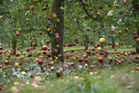 Falling Apples Cideruk Fruit Apple Tree Orchard