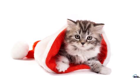 Christmas Cat Wallpapers - Wallpaper Cave