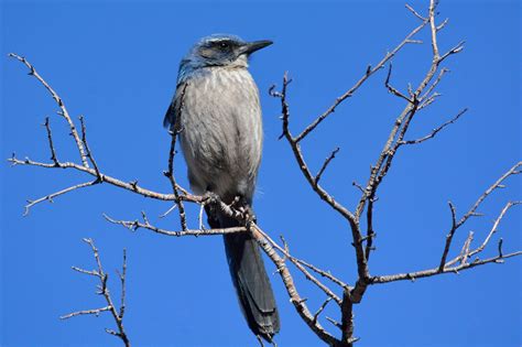 Birds Of Nm