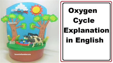 Oxygen Cycle Model Explanation In English Howtofunda Youtube
