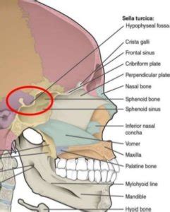 Sella Turcica - Bone, Function, Site, Location, Anatomy, Empty Sella