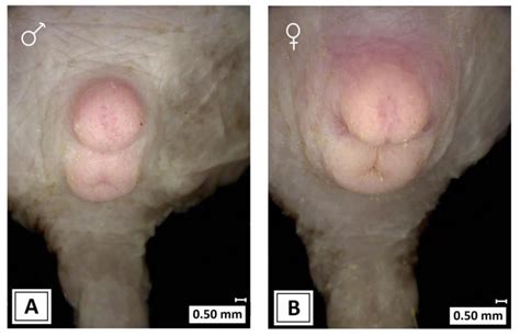 Figure 7 From Selective Traits Of Pup Ontogeny And Reproduction In Two