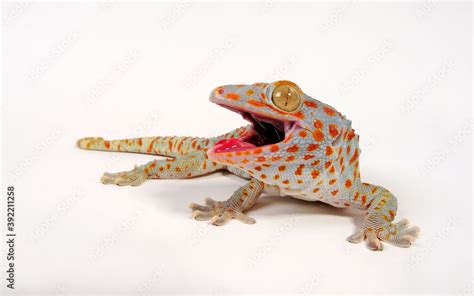 Tokay Gecko Tokeh Tokee Gekko Gecko Stock Photo Adobe Stock