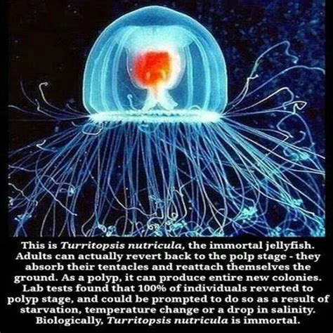 Immortal Jellyfish Jellyfish Immortal Unbelievable Facts