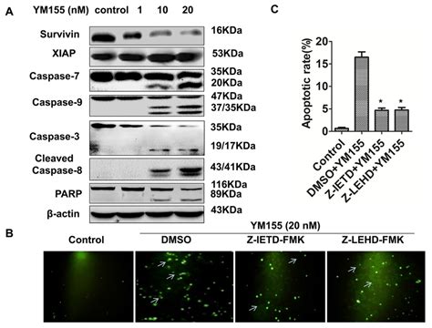 Ym155 Triggers Intrinsic And Extrinsic Apoptotic Pathways A Ym155