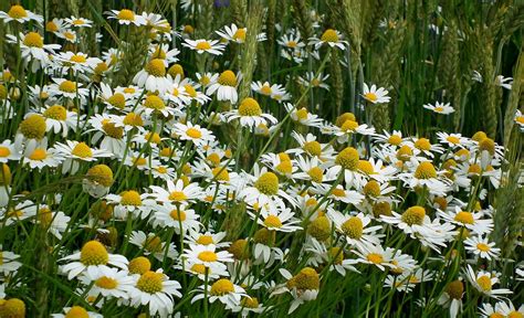 Chamomile Flowers Plants White - Free photo on Pixabay - Pixabay