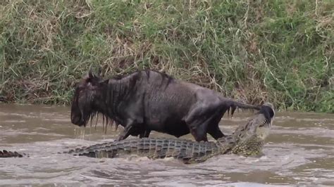 Wildebeest Fights For Its Life As Determined Crocodile Attacks — All