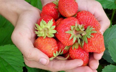 Les Fraises Wallonnes C Est Pour Bient T Ifel W