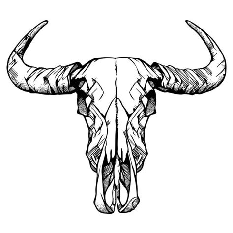 Cow Skull With Horns Stock Vector Image By ©bsd 75627967