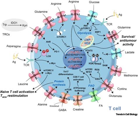 Solute Carrier Transporters Emerging Central Players In Tumour