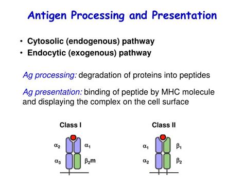 Antigen Processing And Presentation Pathways