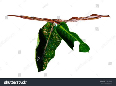 Fresh Green Leaves Branch Isolated On Stock Photo 734238688 | Shutterstock