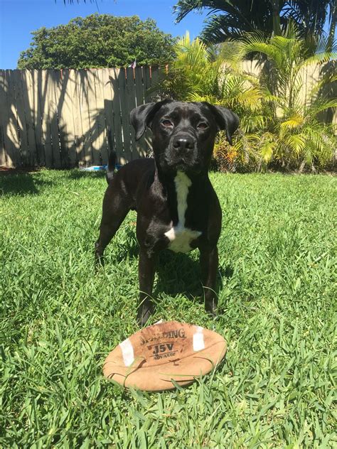 55+ American Bulldog Lab Mix - l2sanpiero