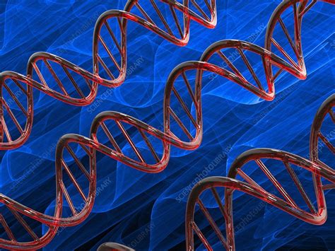 Dna Molecules Illustration Stock Image C052 2299 Science Photo