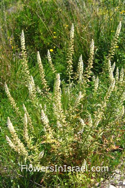 Reseda alba - Alchetron, The Free Social Encyclopedia