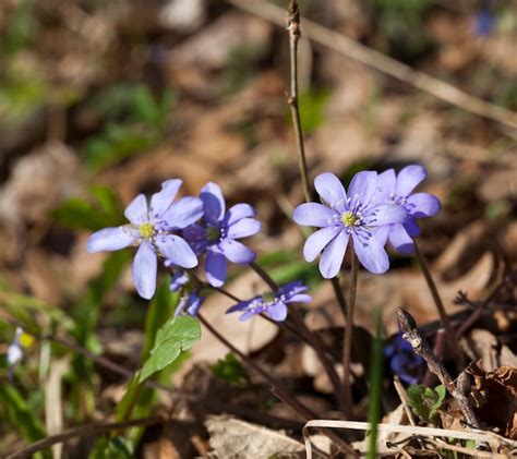 Las Primeras Flores Del Bosque Azul En La Temporada De Primavera Las