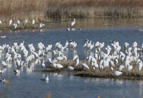 TABLAS DE DAIMIEL parques y reservas naturales Por Soleá