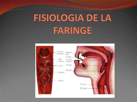 Ppt Fisiologia De La Faringe Pdfslide Net