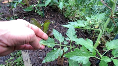 Yellow Mottled Tomato Leaves A Nitrogen Issue Part Of Two Weeks