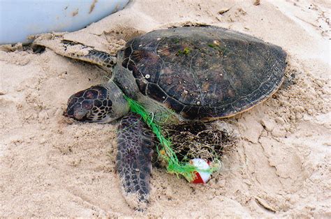 Green Sea Turtle Entangled In Fishing Line Galveston Island Nature