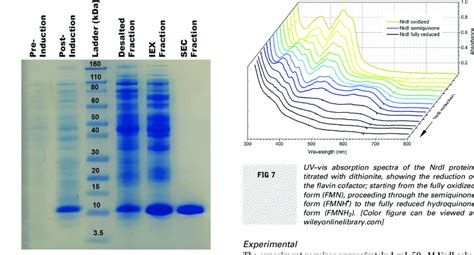 Sds Page Of Protein Expression And Purification From Left To Right