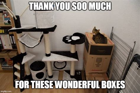 Just Get Your Cat A Box Imgflip